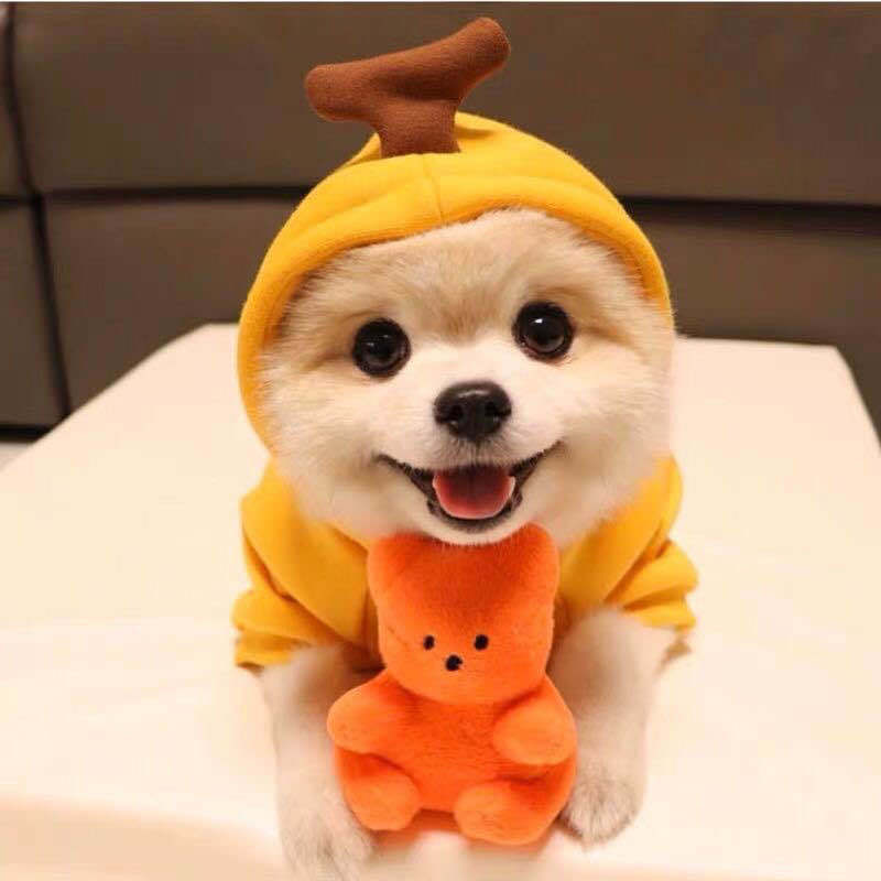 Cozy Autumn & Winter Fleece Sweatshirt for Small Dogs & Cats | Warm Pet Clothes for Teddy, Puppies & Kittens