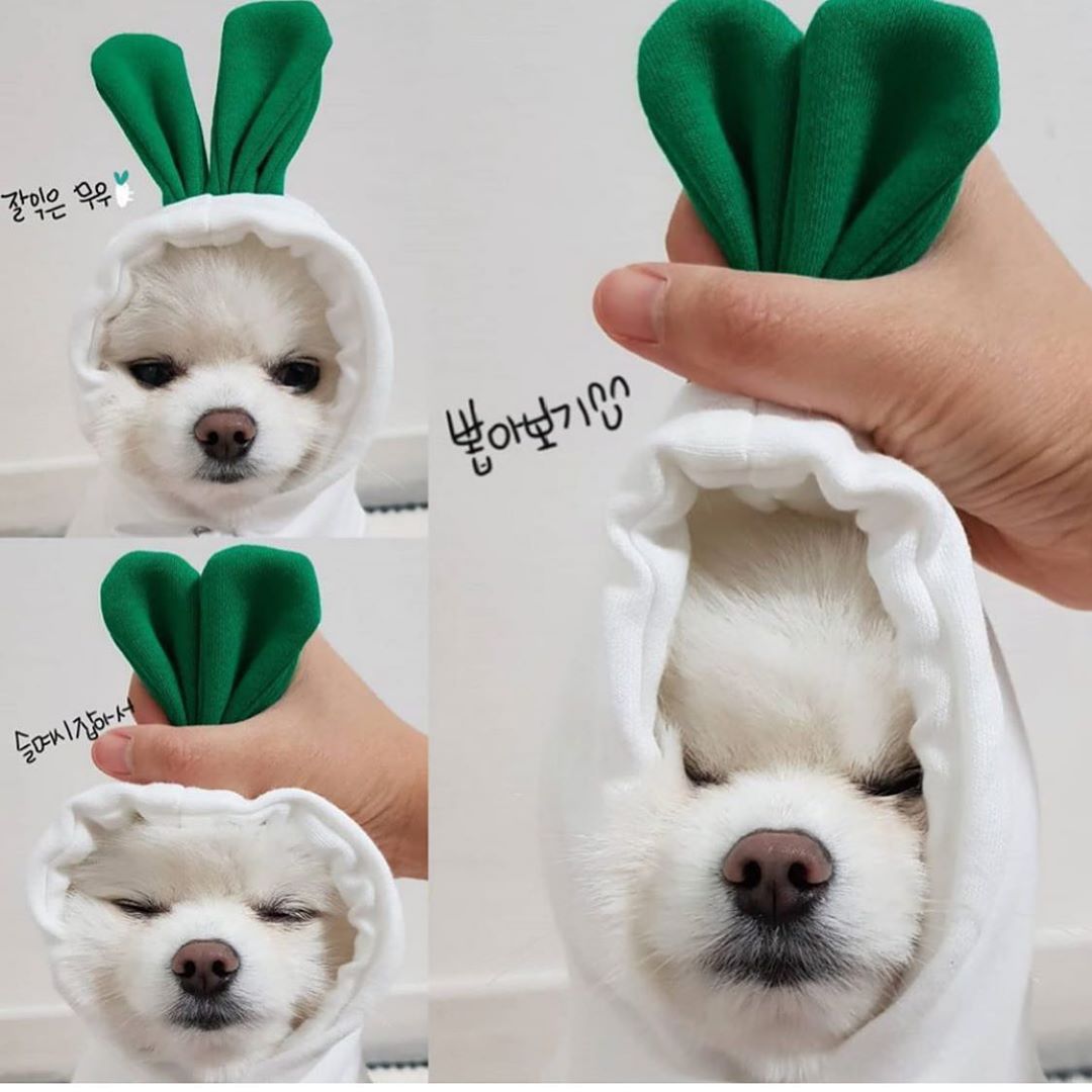 Cozy Autumn & Winter Fleece Sweatshirt for Small Dogs & Cats | Warm Pet Clothes for Teddy, Puppies & Kittens