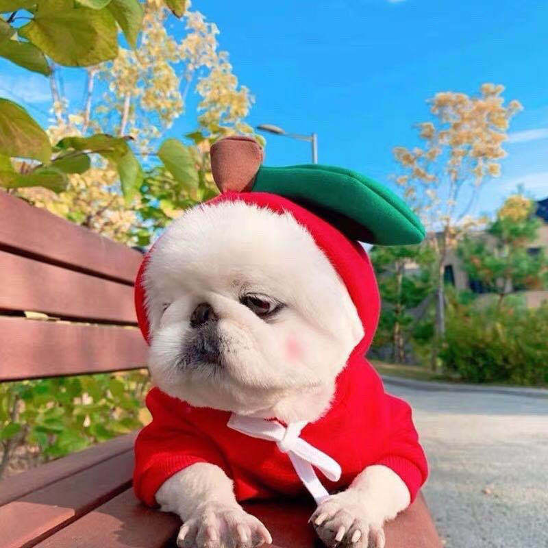 Cozy Autumn & Winter Fleece Sweatshirt for Small Dogs & Cats | Warm Pet Clothes for Teddy, Puppies & Kittens