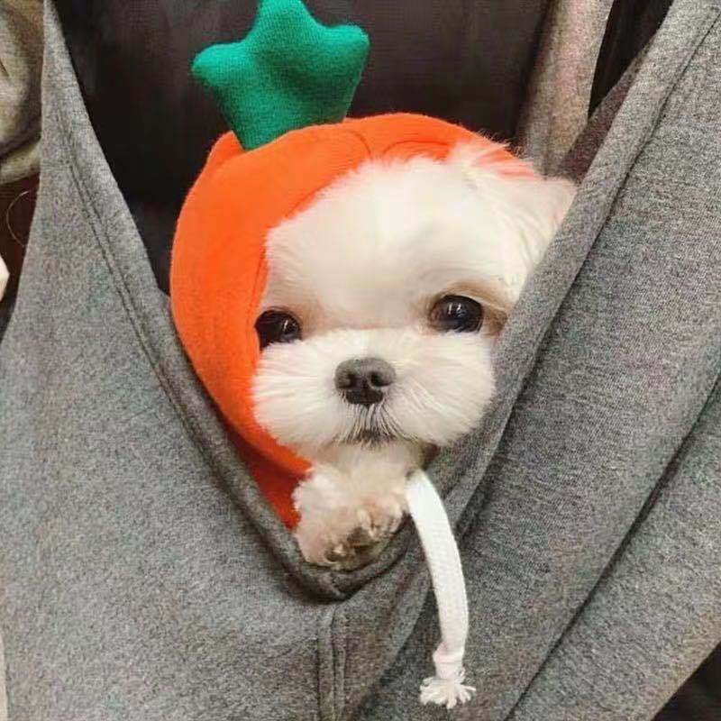 Cozy Autumn & Winter Fleece Sweatshirt for Small Dogs & Cats | Warm Pet Clothes for Teddy, Puppies & Kittens